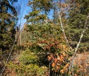 2020 10 10 Northern MN 043 50